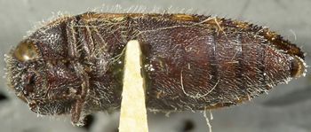 Media type: image;   Entomology 24409 Aspect: habitus ventral view